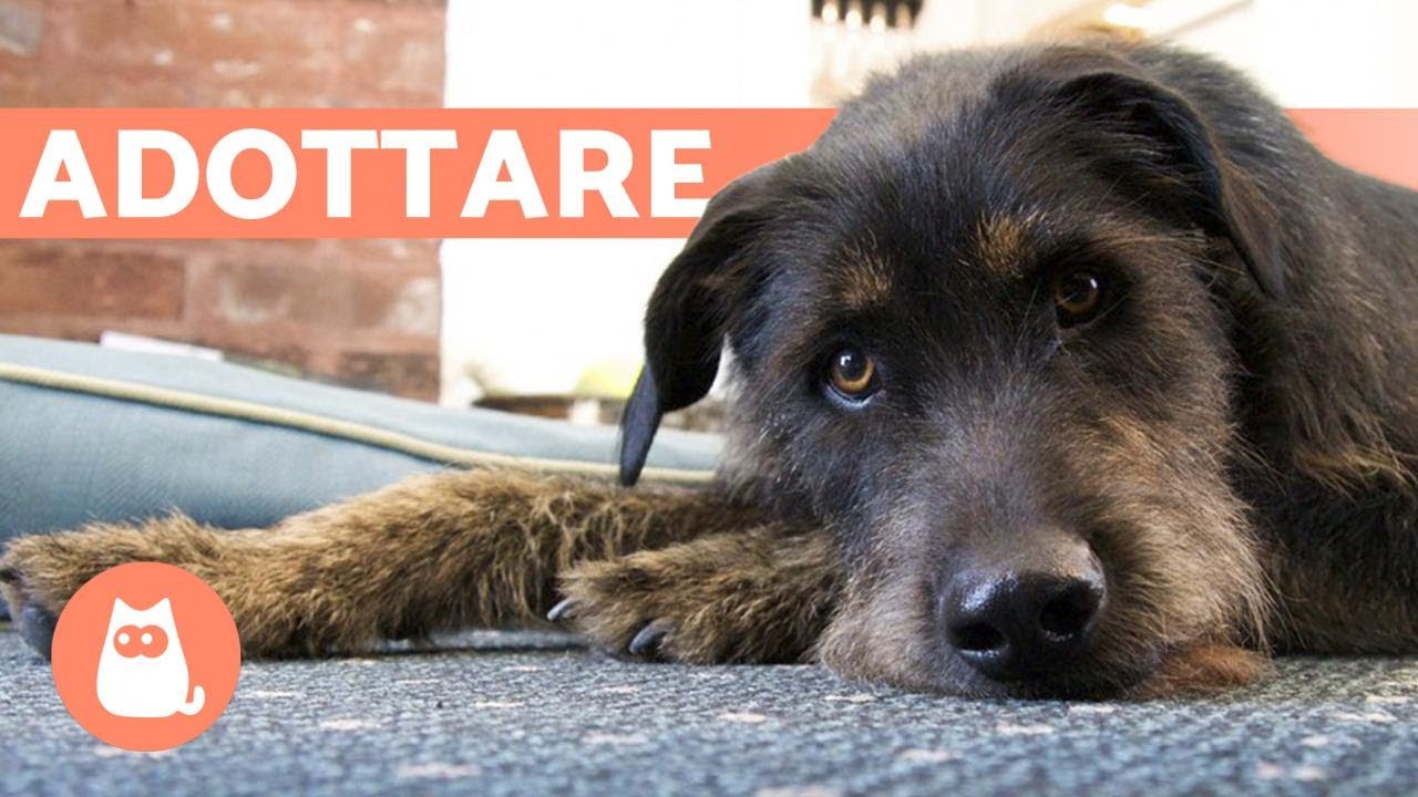10 motivi per ADOTTARE UN CANE METICCIO
