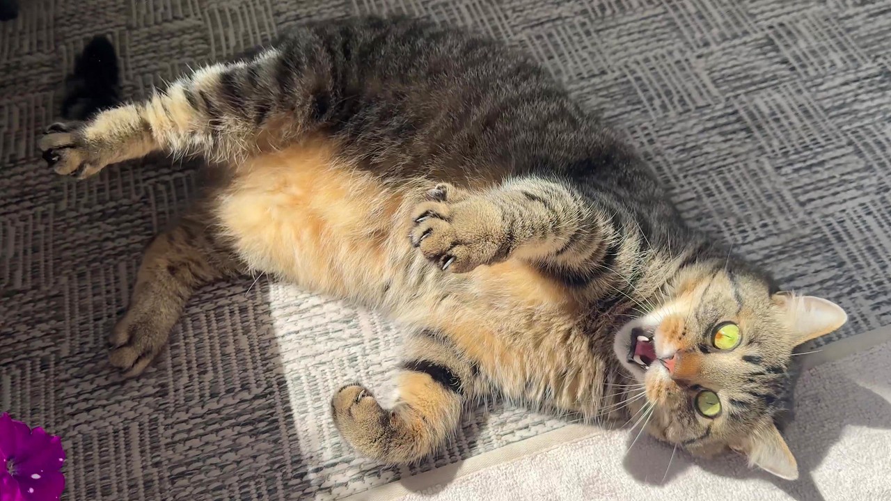 BellyTrap.exe works as intended
