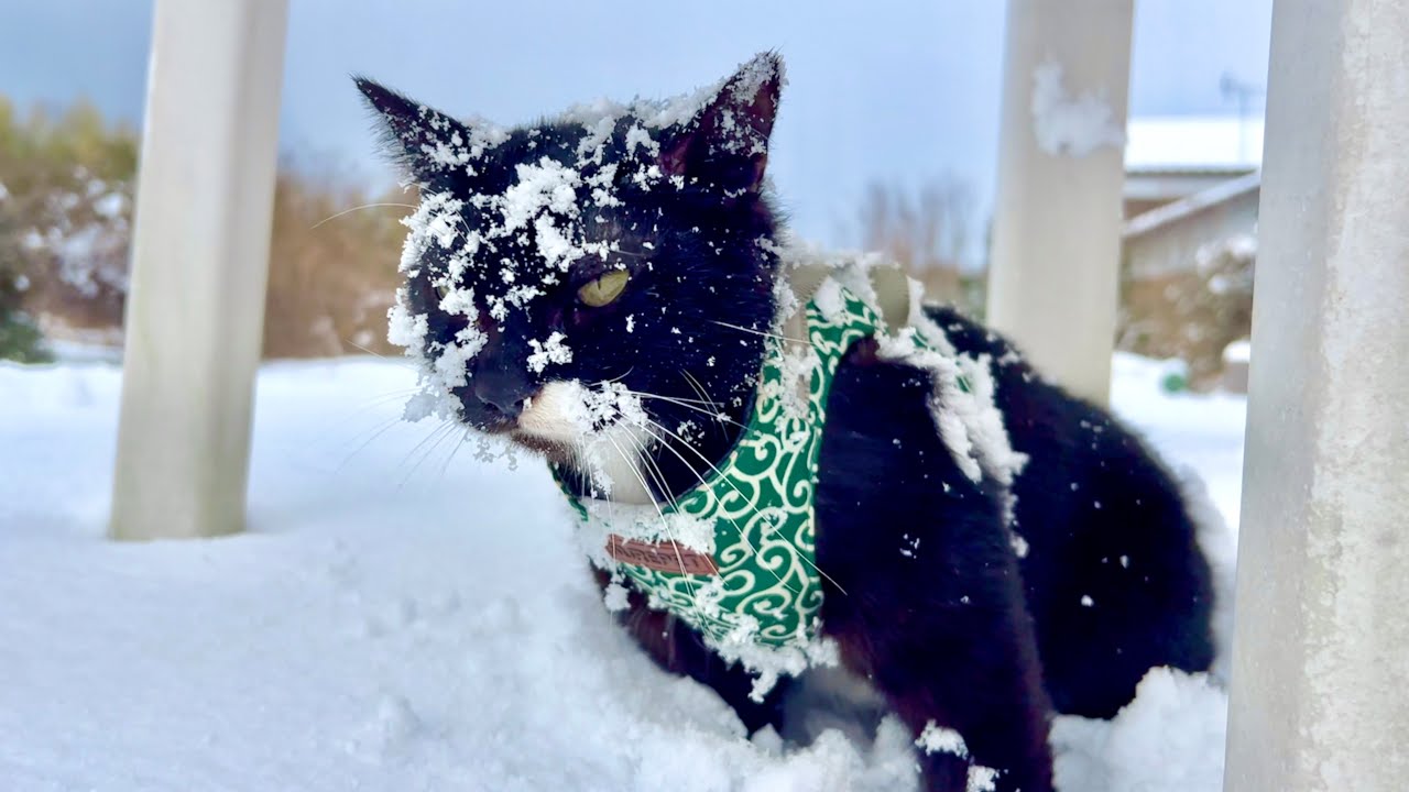 Кошка была в восторге от сильного снегопада.