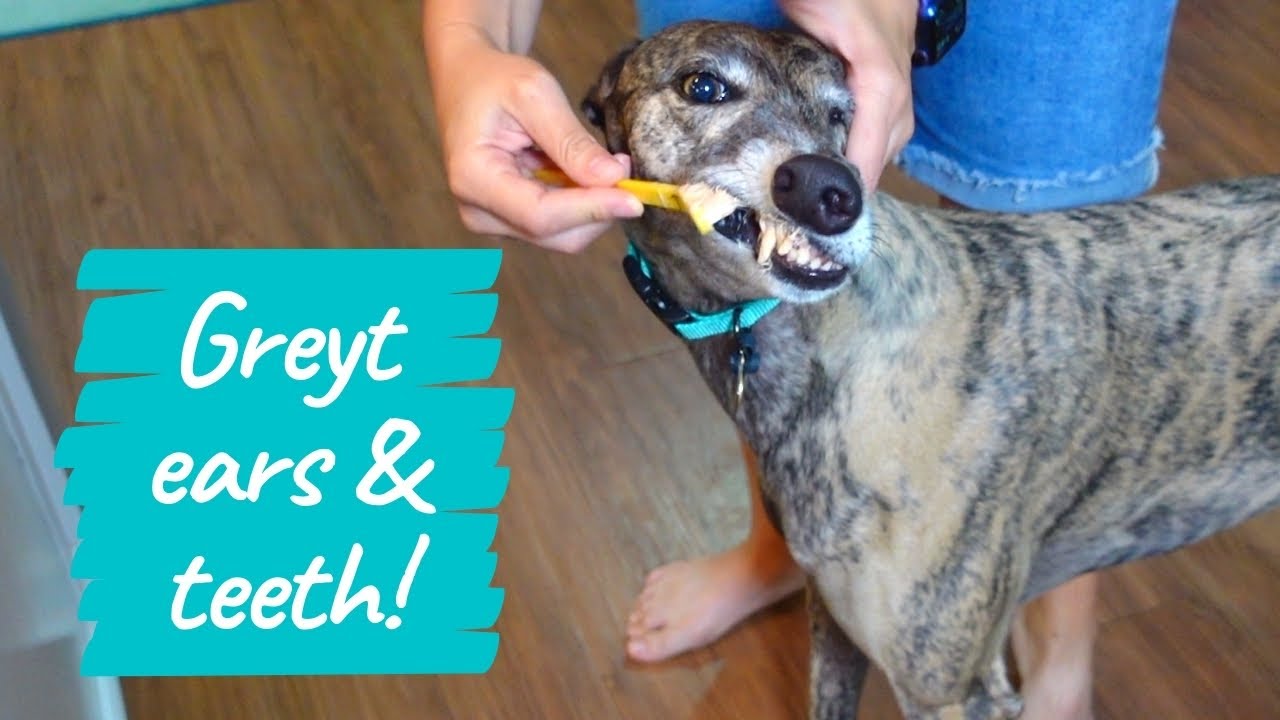 Greyhound Ear and Teeth Cleaning