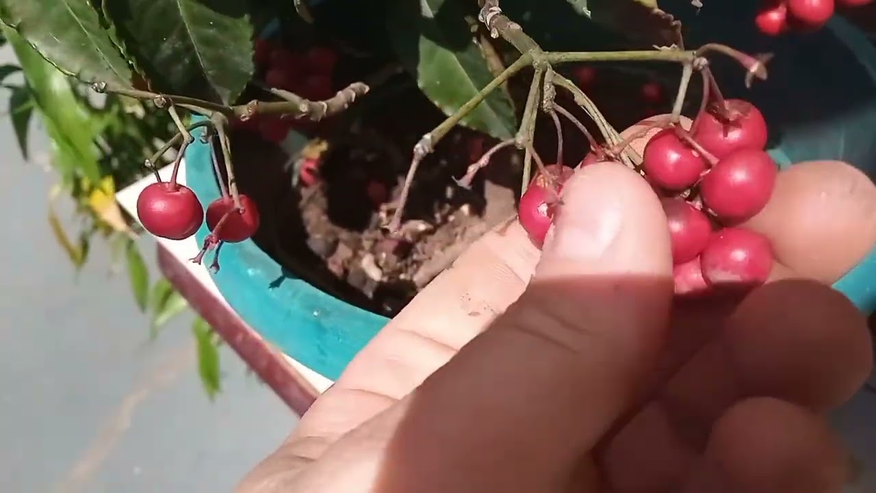 Café de Jardim, (Ornamental)Ardisia Crenata🌱