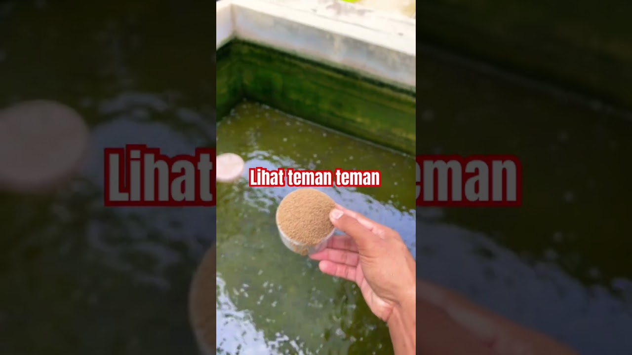 Lihat teman teman #shorts #kolamikan