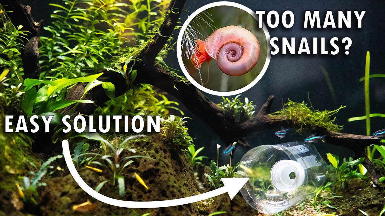 How to Remove Aquarium Snails with a Simple DIY Trap