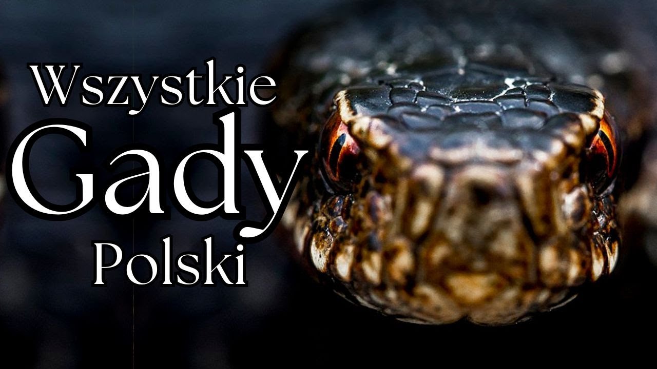 Wszystkie Gady Polski - Prezentacja gatunków | Podcast o Zwierzętach nr 12