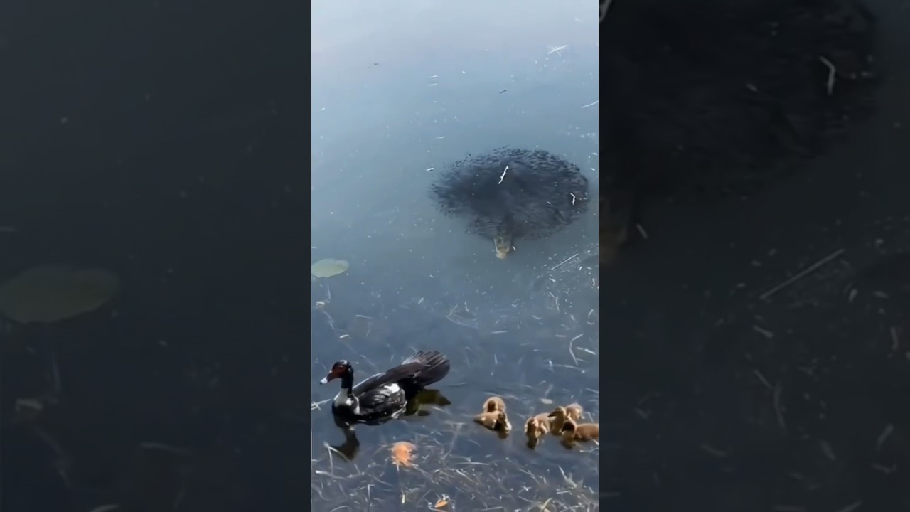 Giant Snakehead attacks Duck