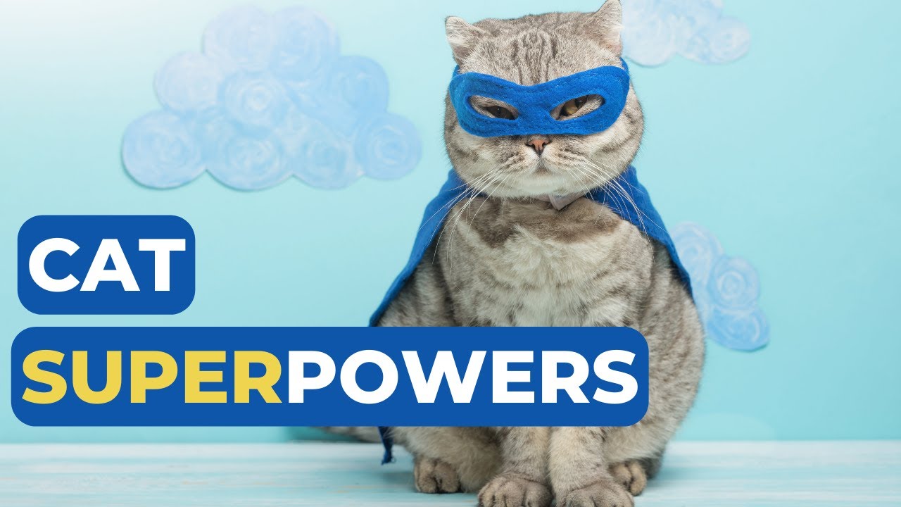 Cat Superpowers That Make Them Awesome. 🦸&zwj;♂️ The Amazing Abilities of Cats