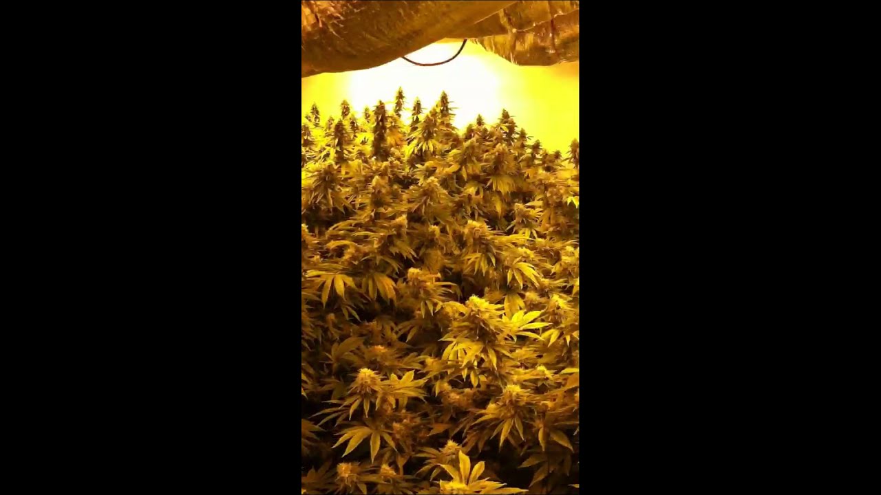 EPIC sour d garden