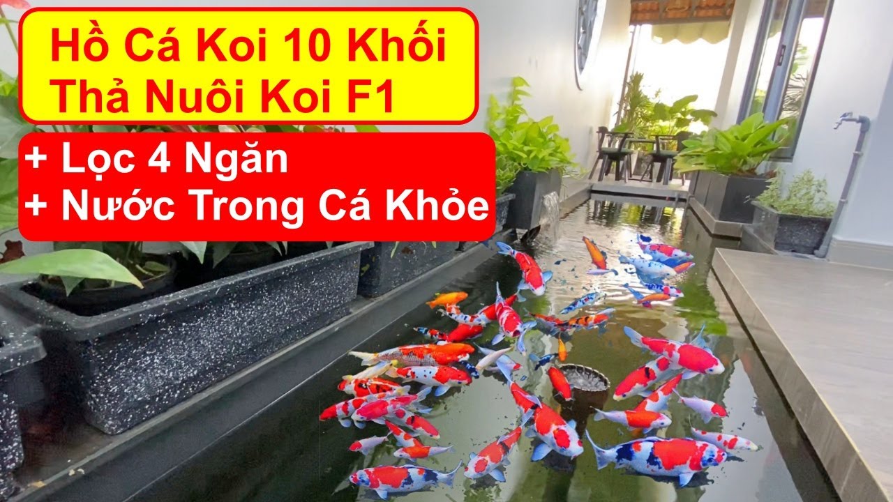 Hồ Cá Koi 10 Khối Bên Hông Nhà, Lọc 3 Ngăn Thả Nuôi Koi F1, Cảnh Quan Đẹp. Hồ Anh Quang Ở Khánh Hòa