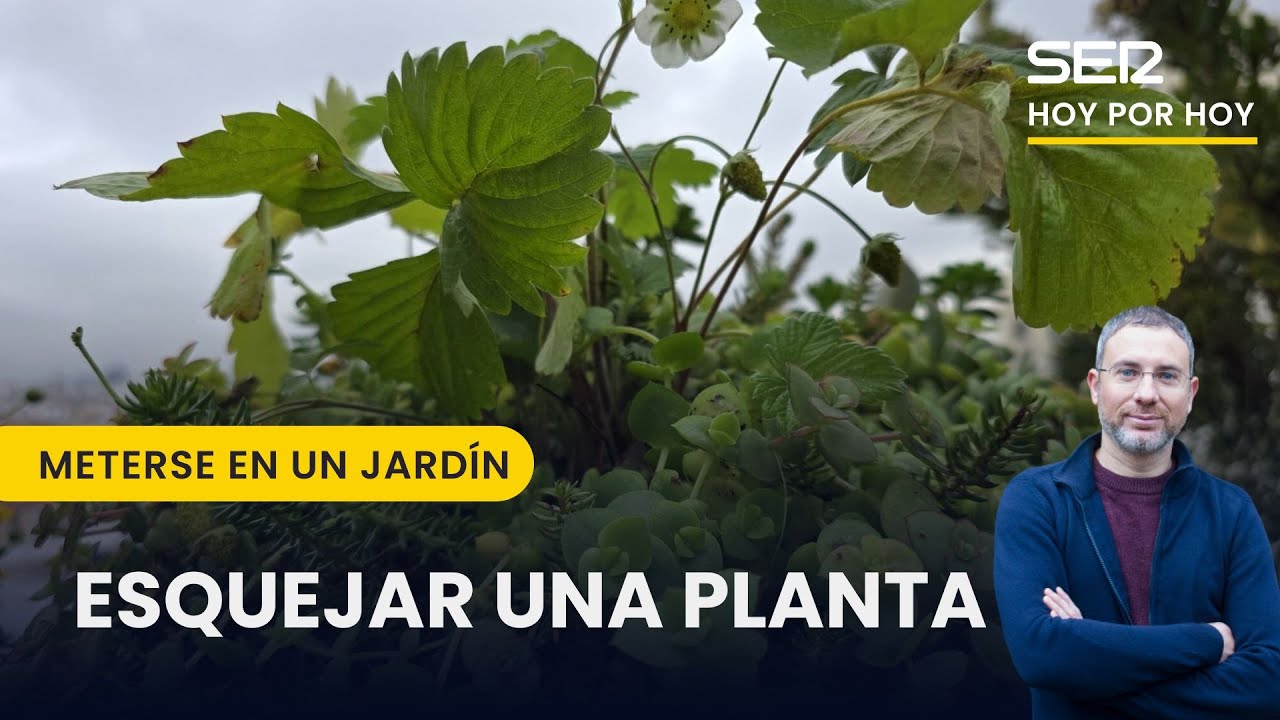 👵 El SECRETO de NUESTRAS ABUELAS para ESQUEJAR una PLANTA  | Meterse en un jardín