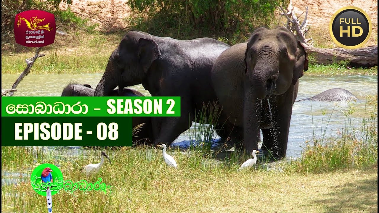 Sobadhara - සොබාධාරා | Season- 02 | Episode- 08 | 2018-03-02 | Rupavahini Documentary
