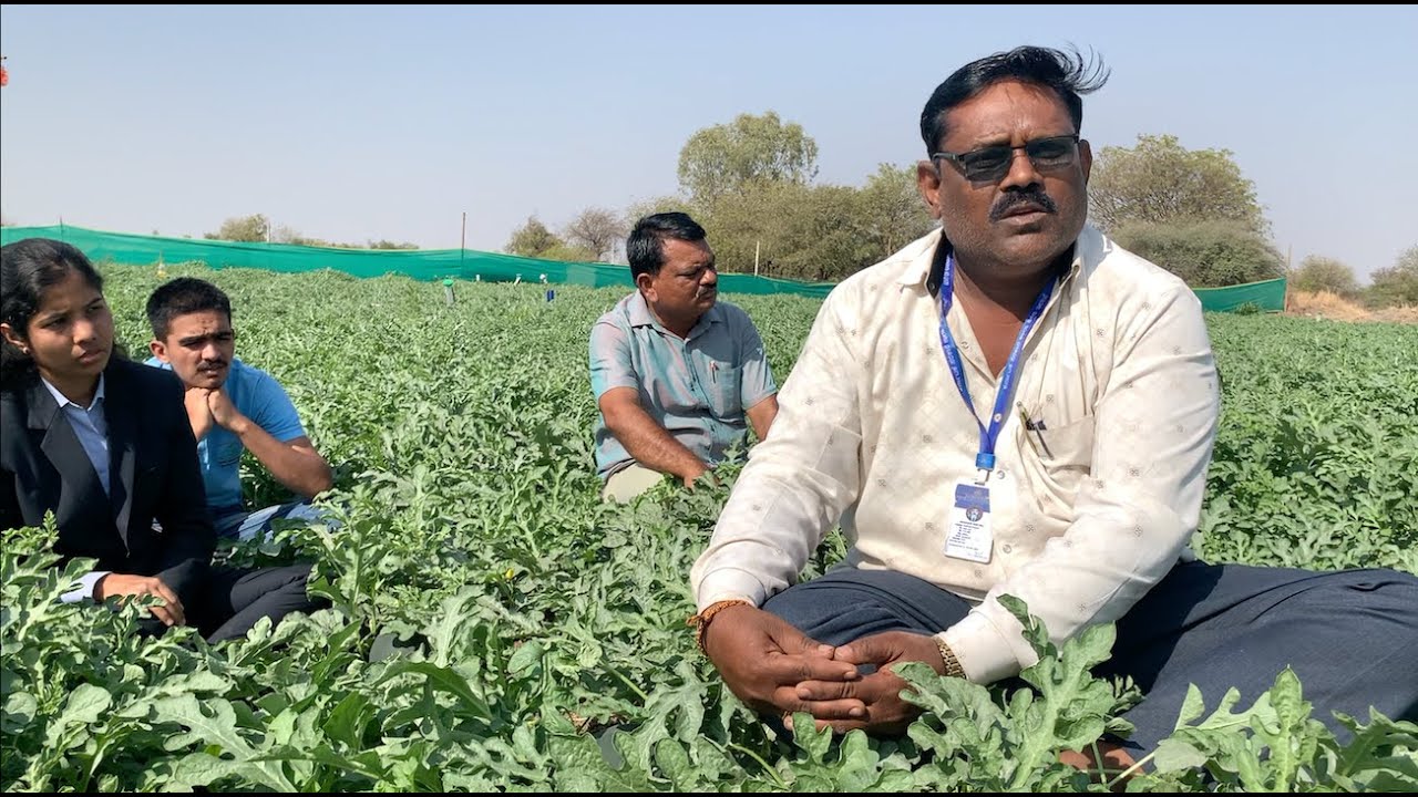 SCTवैदीक 🍉कलिंगड 30 दिवसांत 3 किलो,अर्धा एकरात 30 टन कसे शक्य पुराव्यासहीत अभ्यासा ‼️