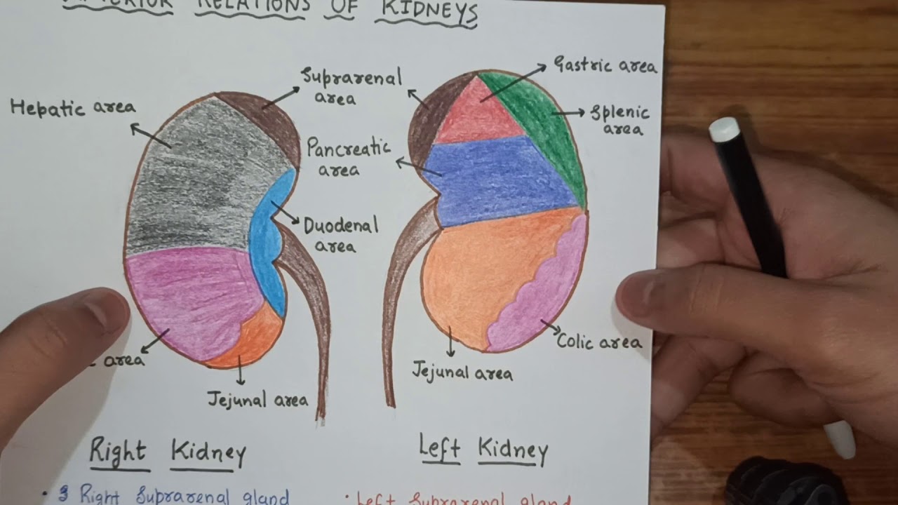 Kidney ( Relations )