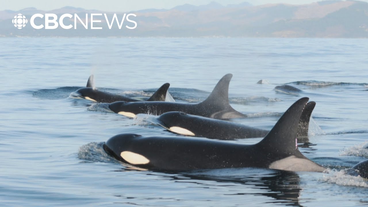 Searching for orcas in B.C.'s Saanich Inlet