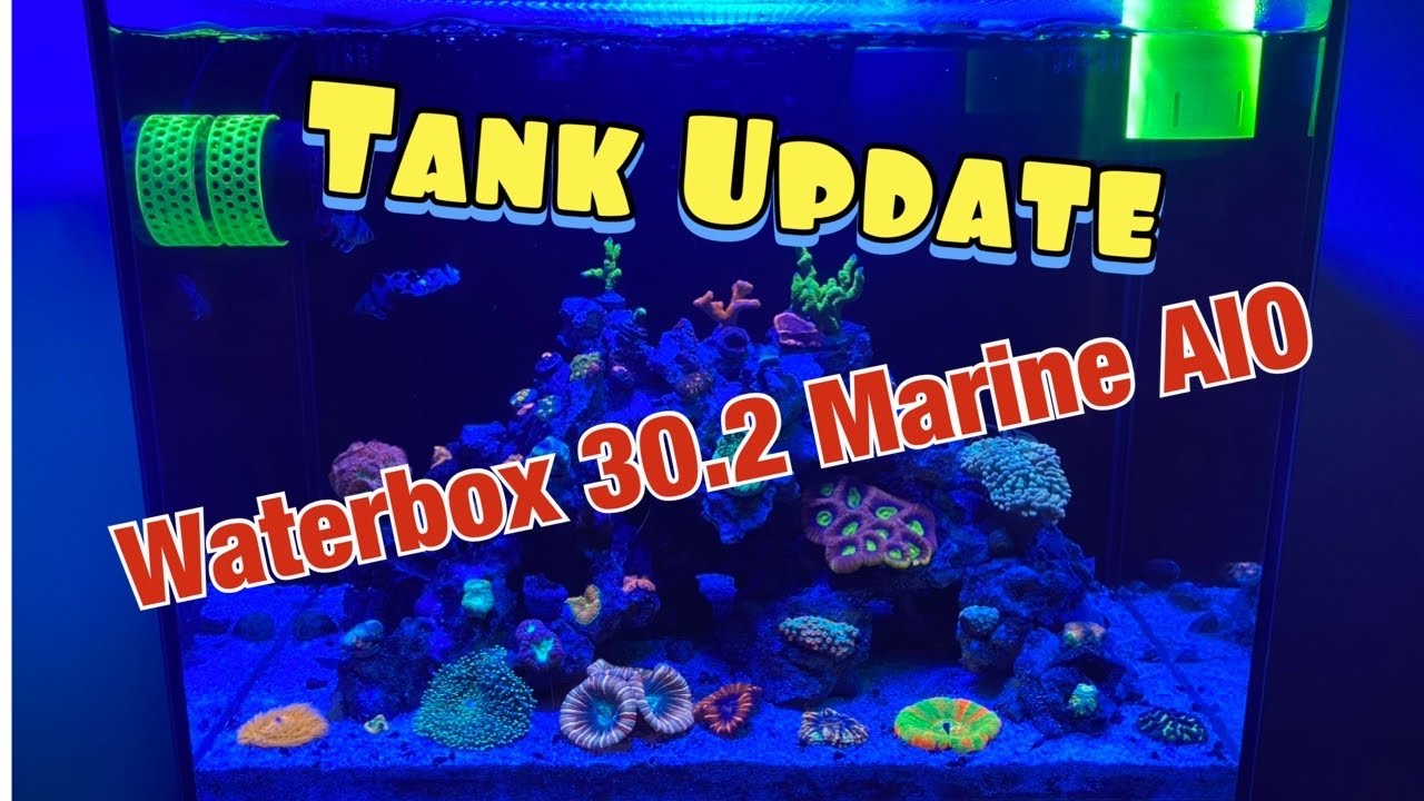 Waterbox AIO Nano Reef Tank Build | Ep. 39 | Tank Update 11/9/20