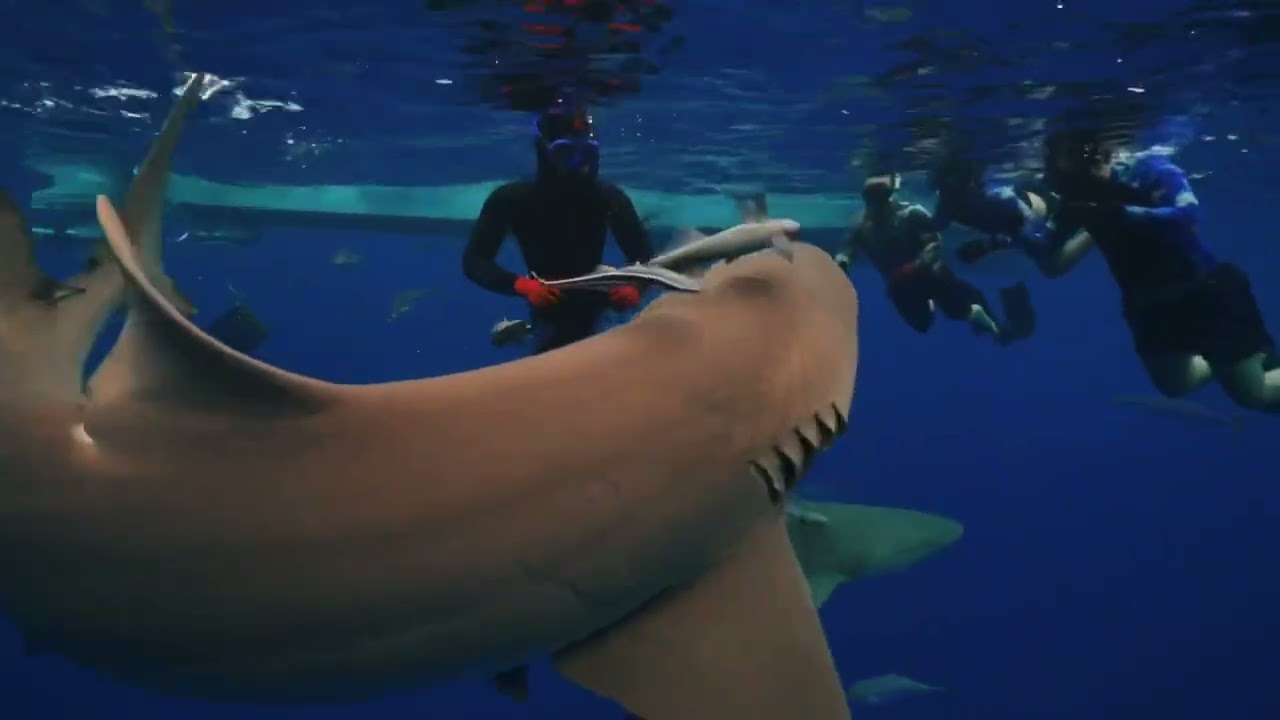 Family Shark Dive