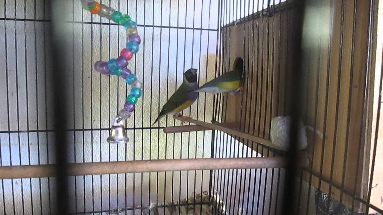 Lady Gouldian Finches getting a new nest box