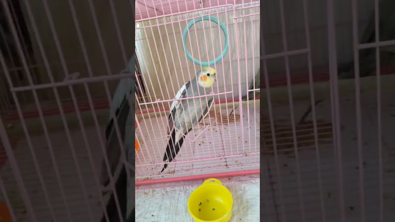 African Love Birds🐥 is live