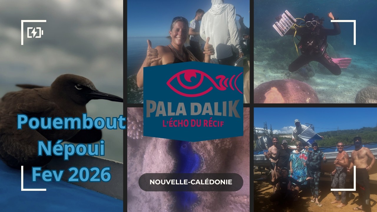 Pala Dalik Pouembout Nepoui 2026- Nouvelle Calédonie