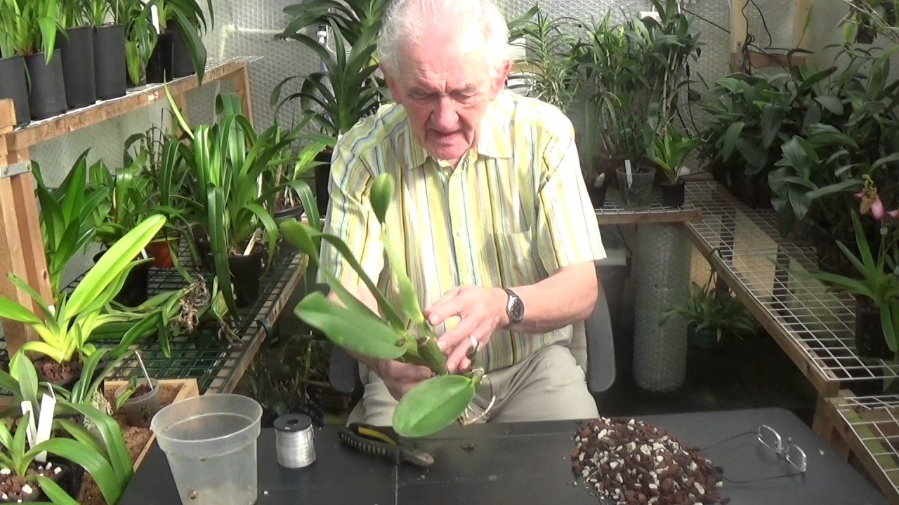 Tidy up your Cattleyas