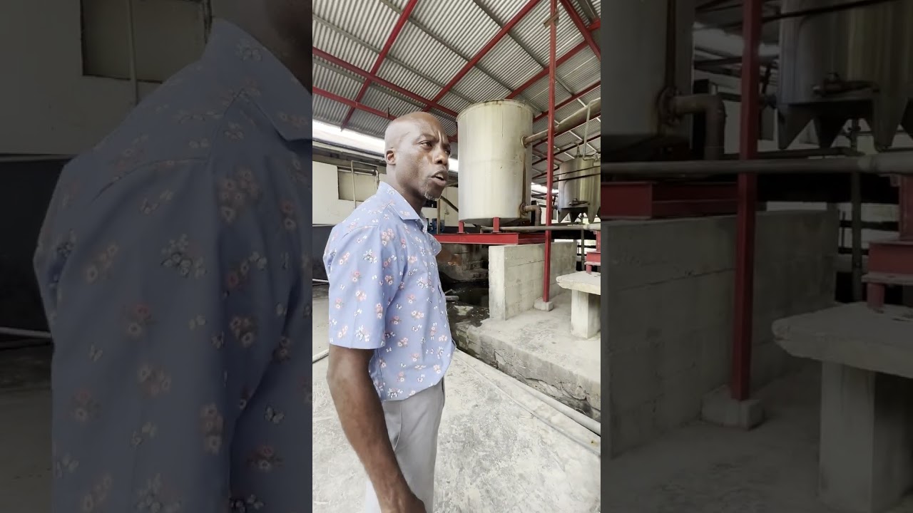🇬🇩 Traditional Caribbean Rum Making in Grenada #shorts