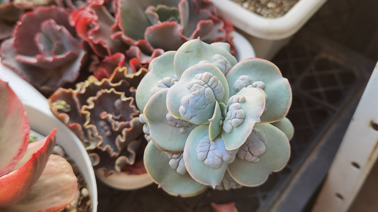 Tarde de jardinería 🌱