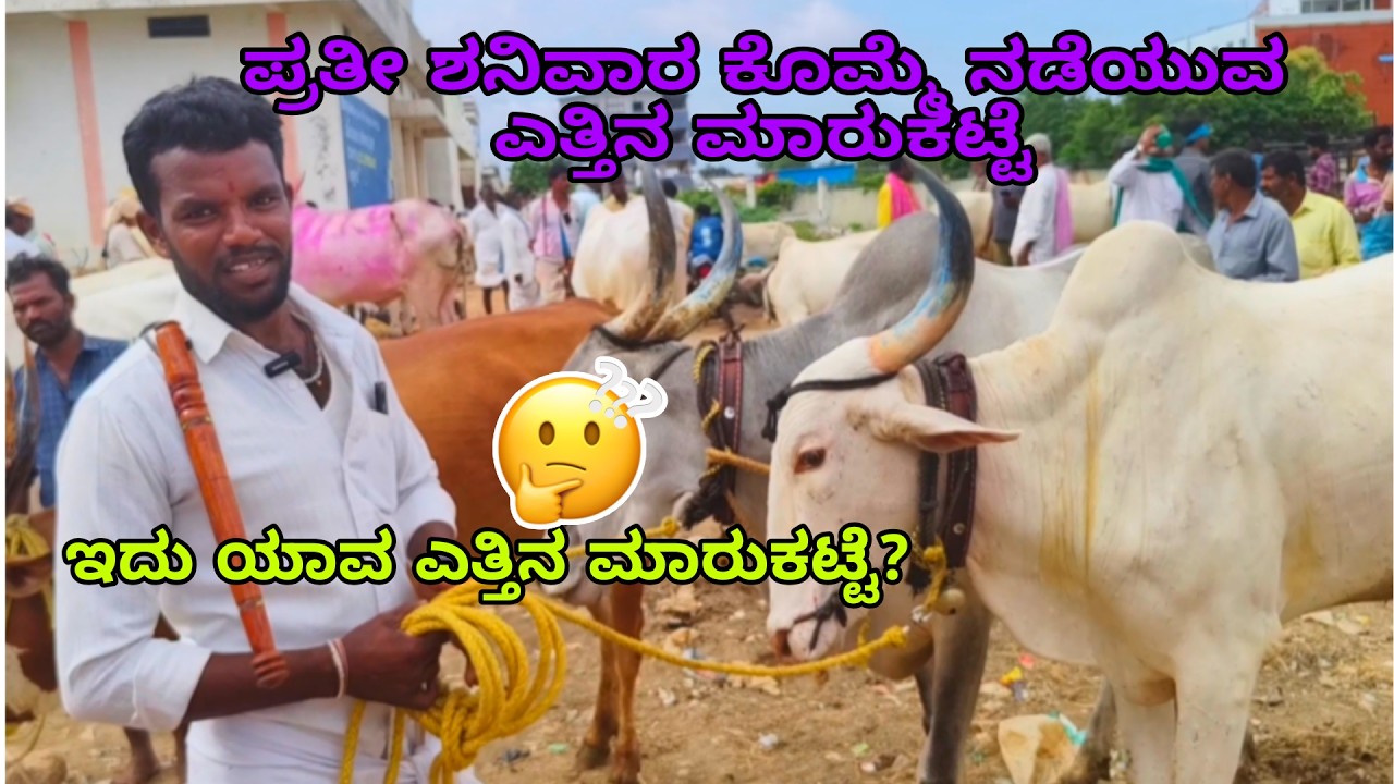 ಪ್ರತಿ ಶನಿವಾರ ಕೊಮ್ಮೆ ನಡೆಯುವ ಎತ್ತಿನ ಮಾರುಕಟ್ಟೆ | ದೇವದುರ್ಗ ಎತ್ತಿನ ಮಾರುಕಟ್ಟೆ | devadurga bulls market
