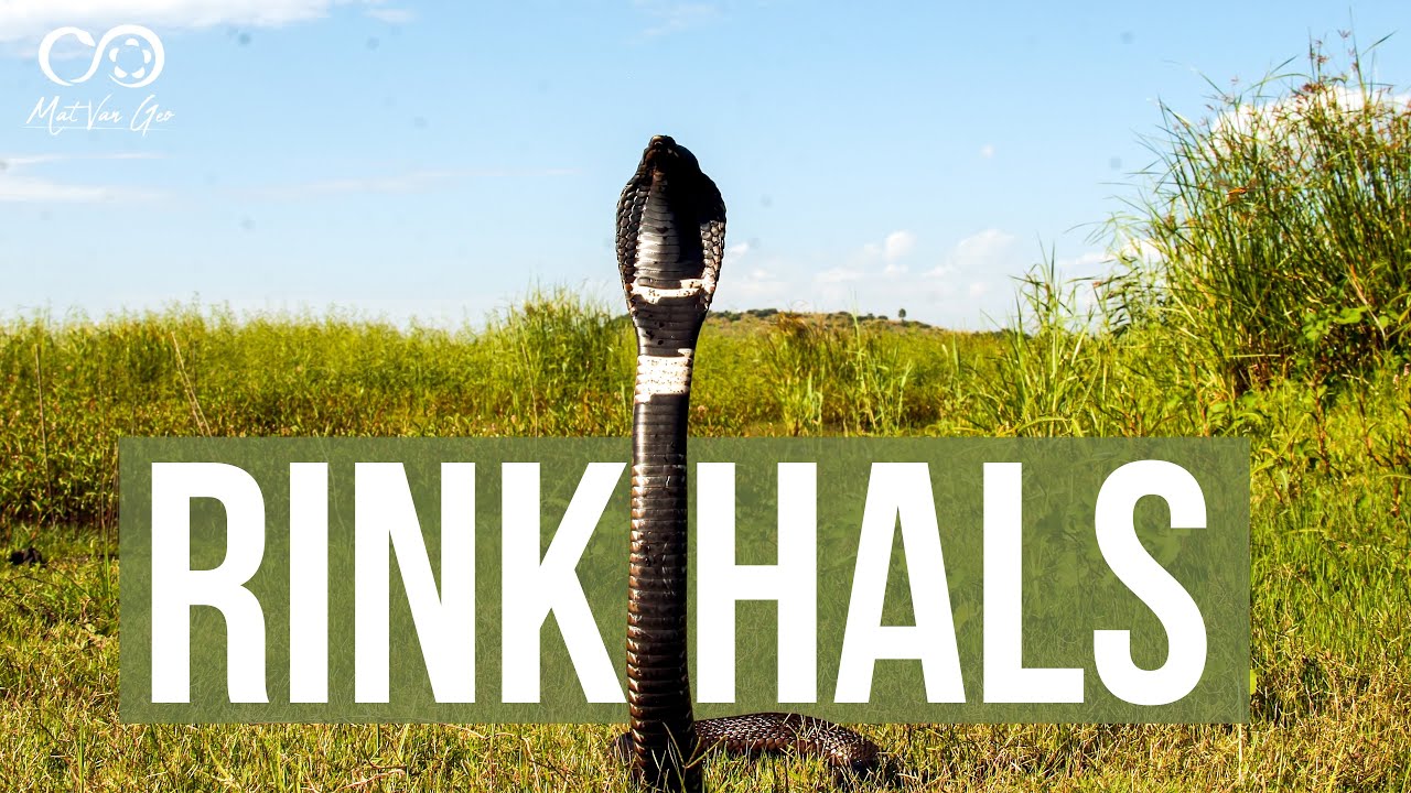 Rinkhals (Hemachatus haemachatus) | Herping South Africa