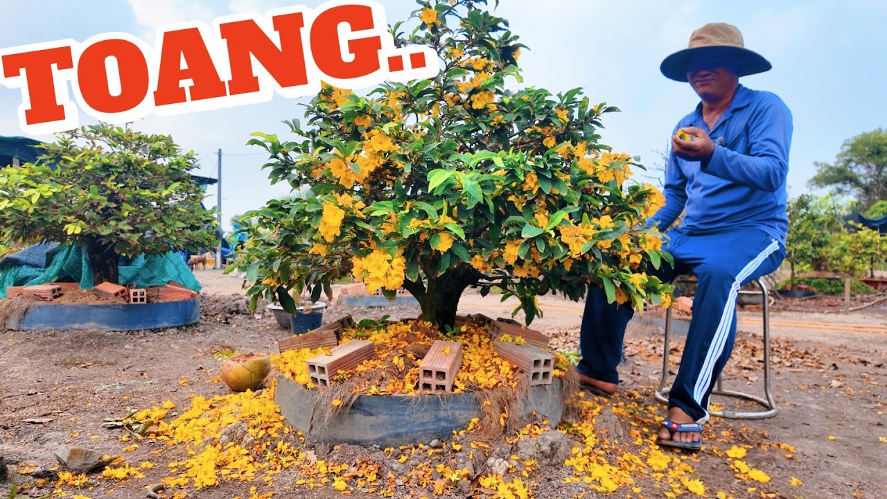 SỰ THẬT siêu bông Ngọc Phát, Hoàng Mai TOANG hết rồi Huỳnh Tú chỉ rõ cách bứng mai đất chơi Tết đẹp