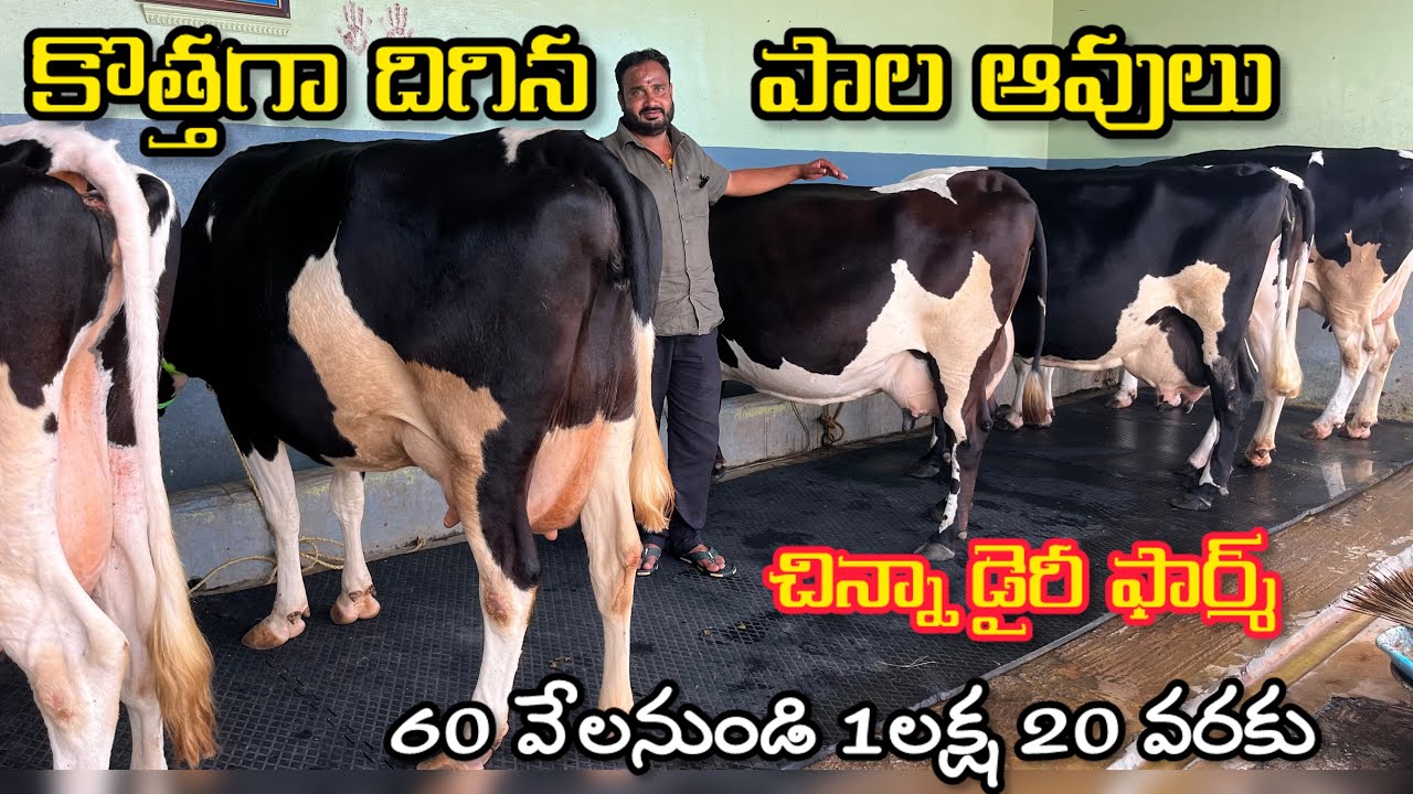 కొత్తగా వచ్చిన ఆవులు Cell ; 8639364981 & 9391213289 