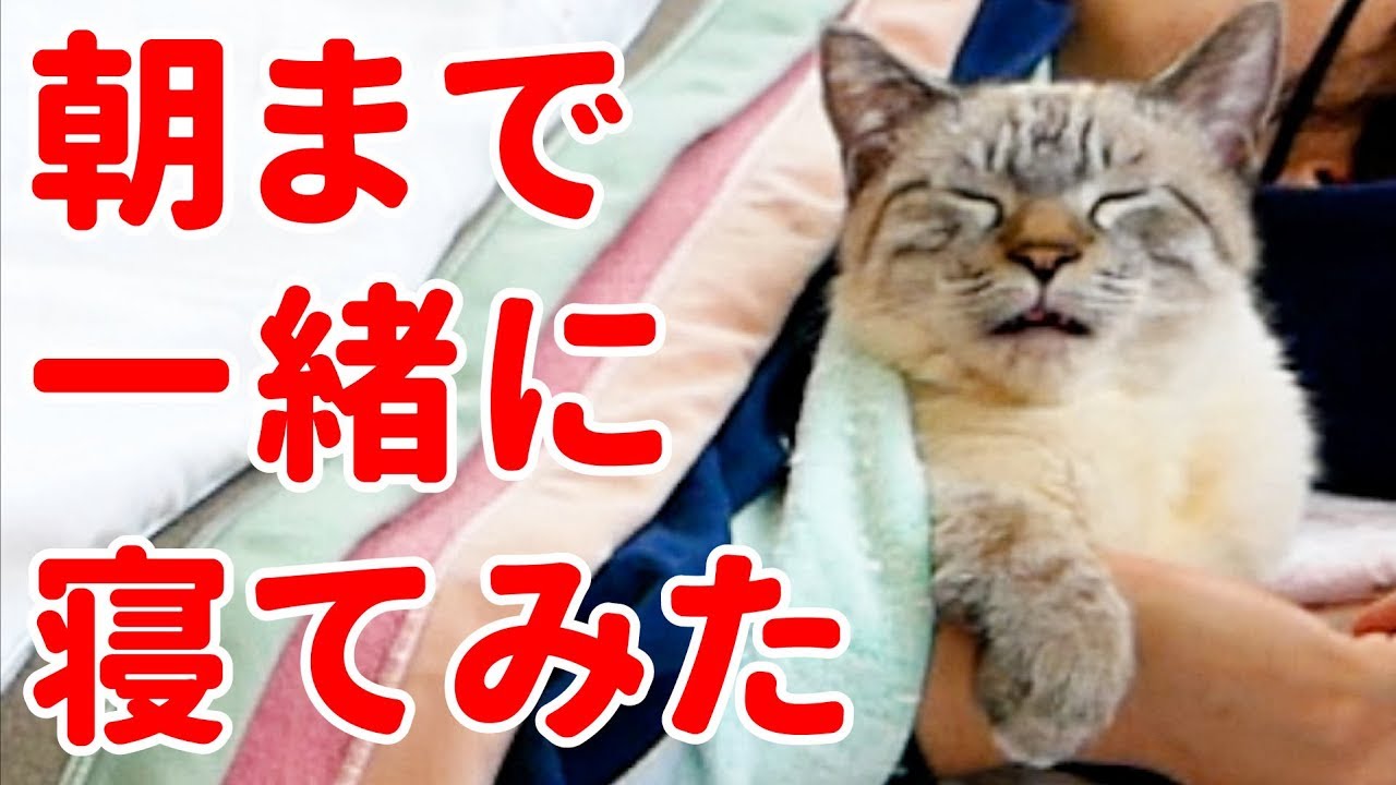 【かわいすぎ注意】猫のデュフィと朝まで一緒に寝てみたら…＜第2弾＞