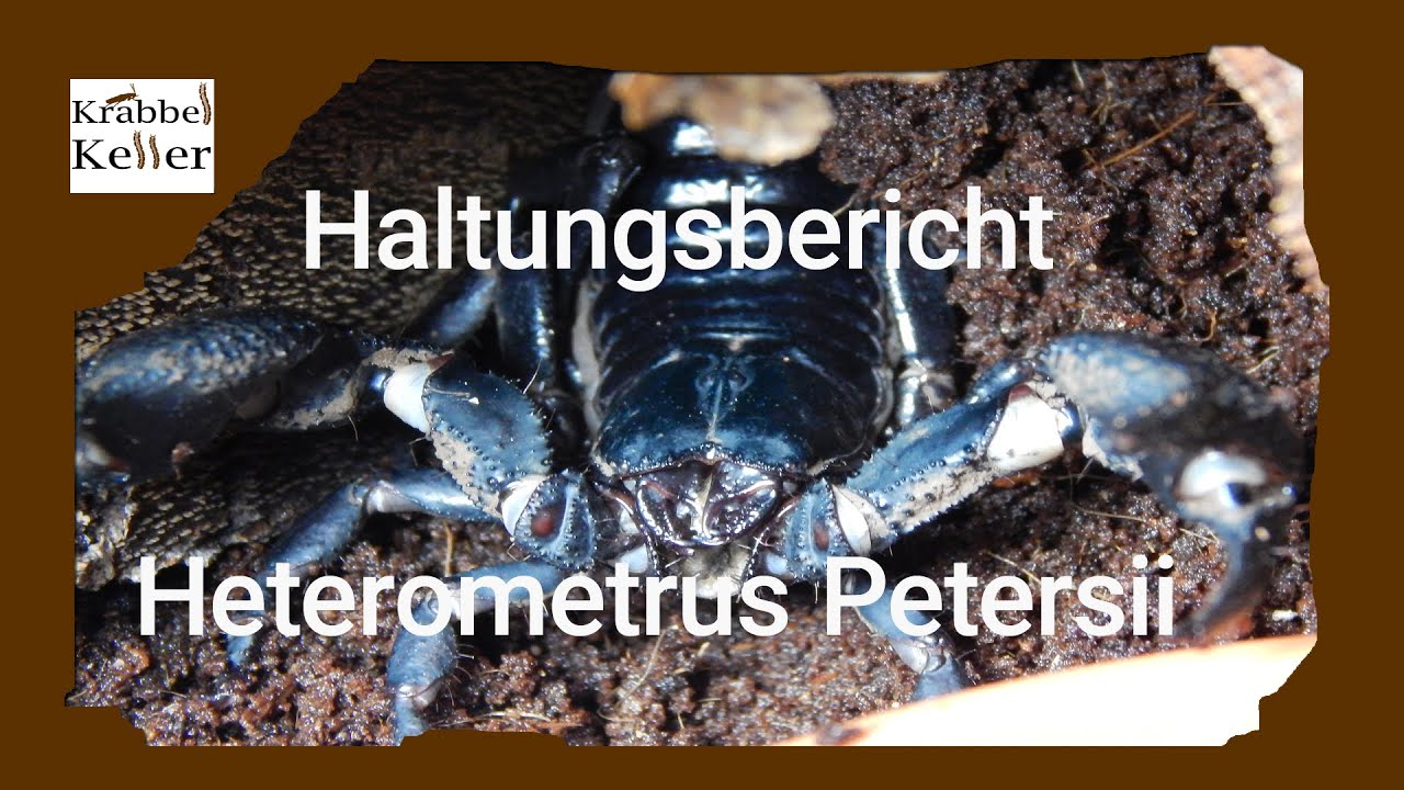 Haltungsbericht Heterometrus Petersii