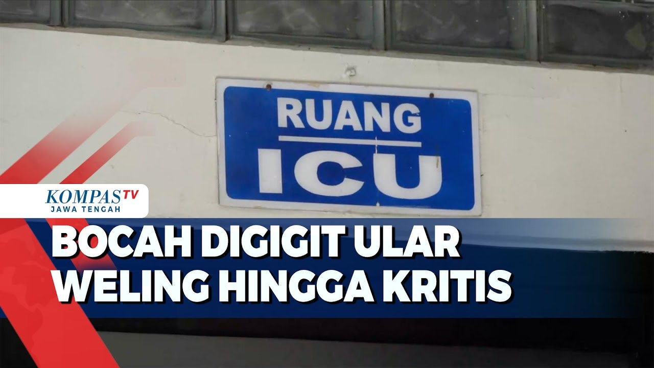 Bocah Digigit Ular Weling Hingga Kritis