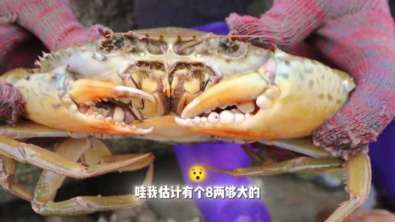 这个季节的青蟹相当肥美，猪猪逛一圈就抓到两只，一大一小看着就香