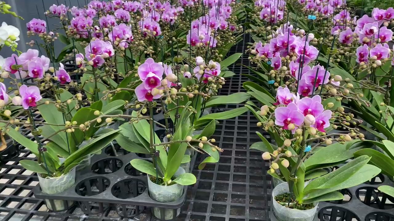 Mời mn ngắm Hoa hồ điệp Đ&agrave; l&aacute;t
