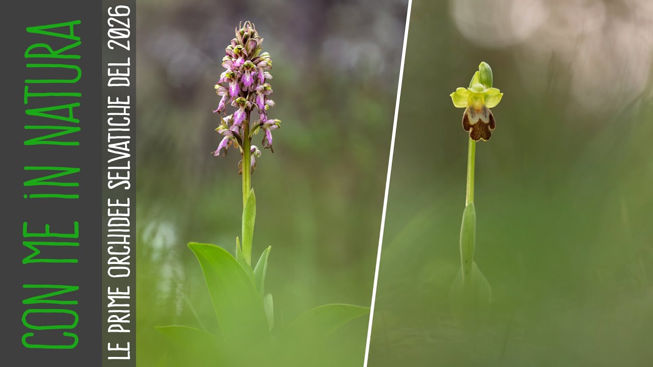 Prime orchidee selvatiche del 2026...Foto con backstage!