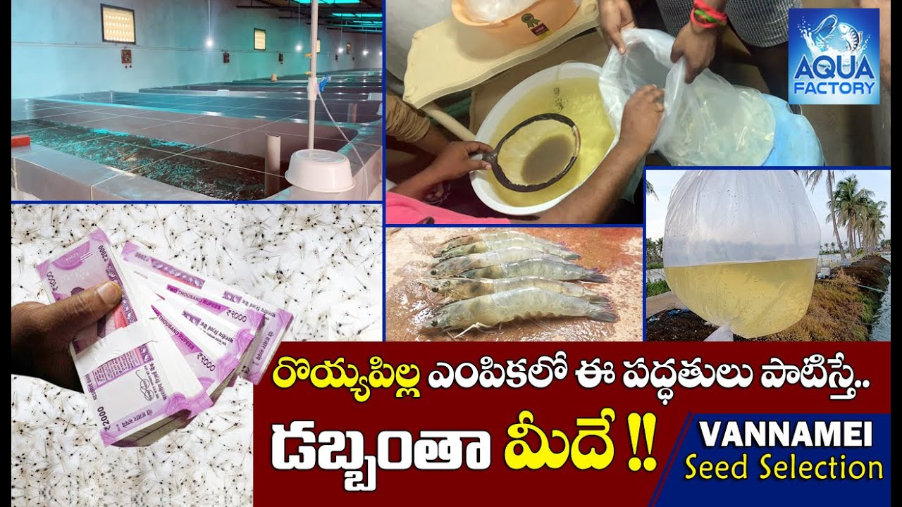 Vannamei Seed Selection and Stocking | రొయ్య పిల్లల ఎంపిక  | Shrimp hatchery | Aqua Factory