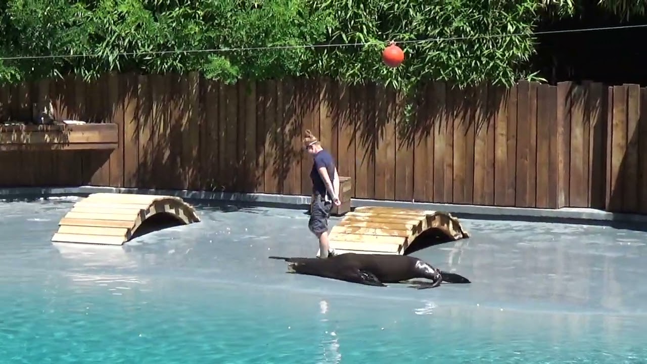 Otarie au Zoo de la Fléche (Le Surf) 1/4