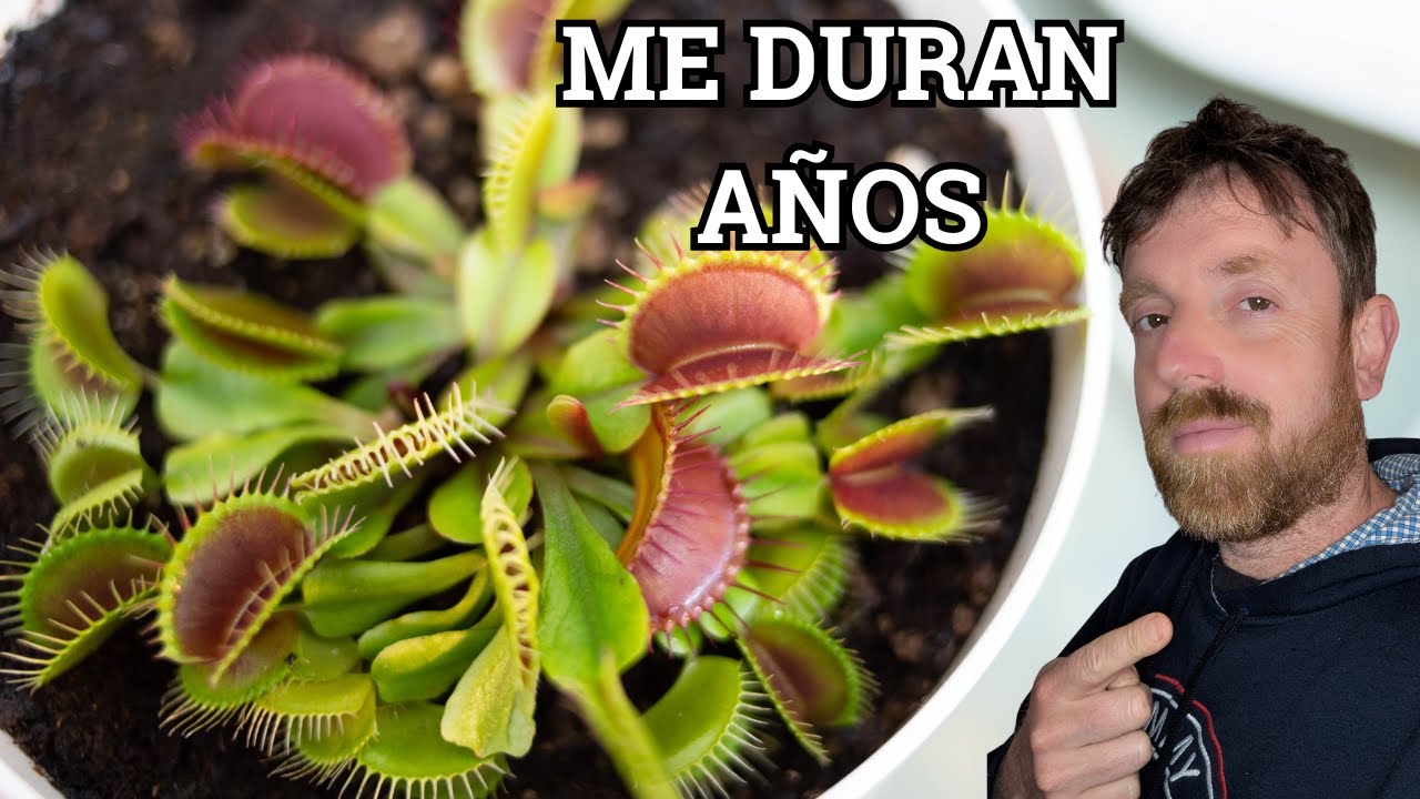 Venus atrapamoscas | Cómo iniciarte con Plantas Carnívoras
