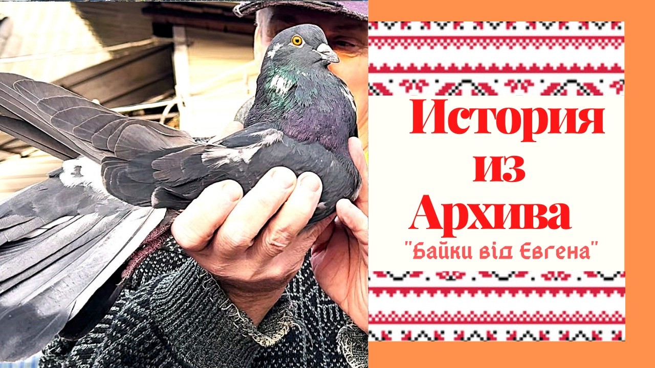 Голуби с интересной историей  .- Голуби - Легенда .