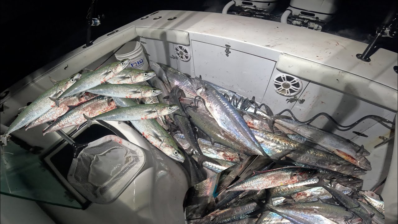Catch, Gut, Sell. Commercial Kingfish!!