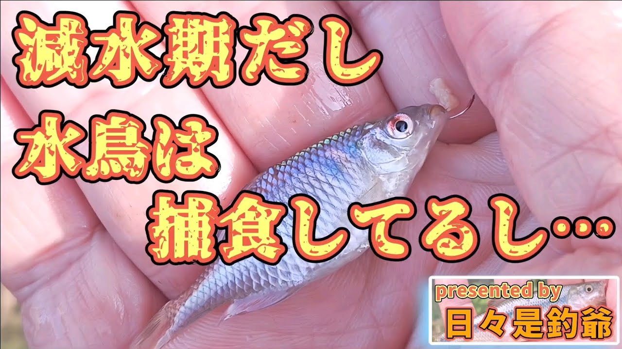 困った減水期…おまけに水鳥は魚をねらうし…　
