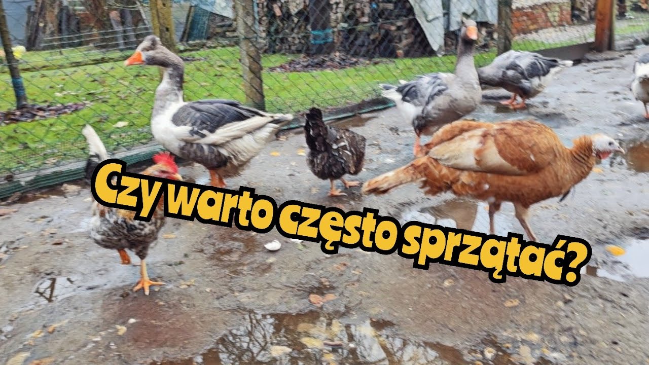 #hodowlakur 🐓🐔| Częste mycie skraca życie? 🧹🪣|| Czy warto często sprzątać? 🤔