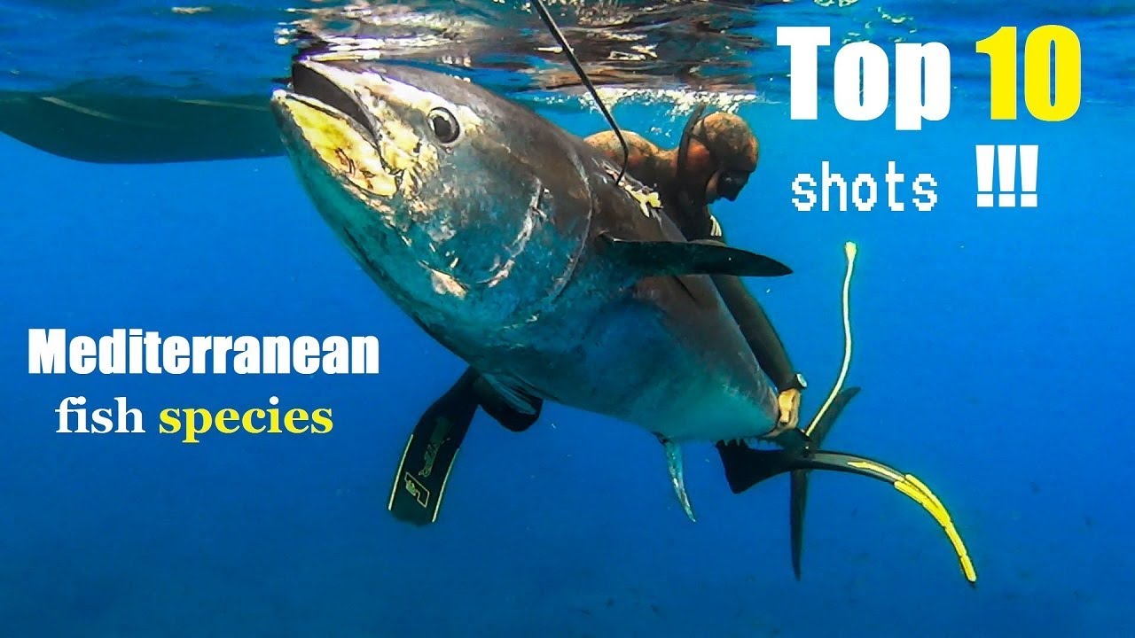 TOP 10  BEST SHOTS PESCA SUB Mediterranean fish