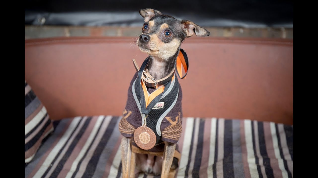 Jerry - Russian Toy Terrier - 2 Weeks Residential Dog Training