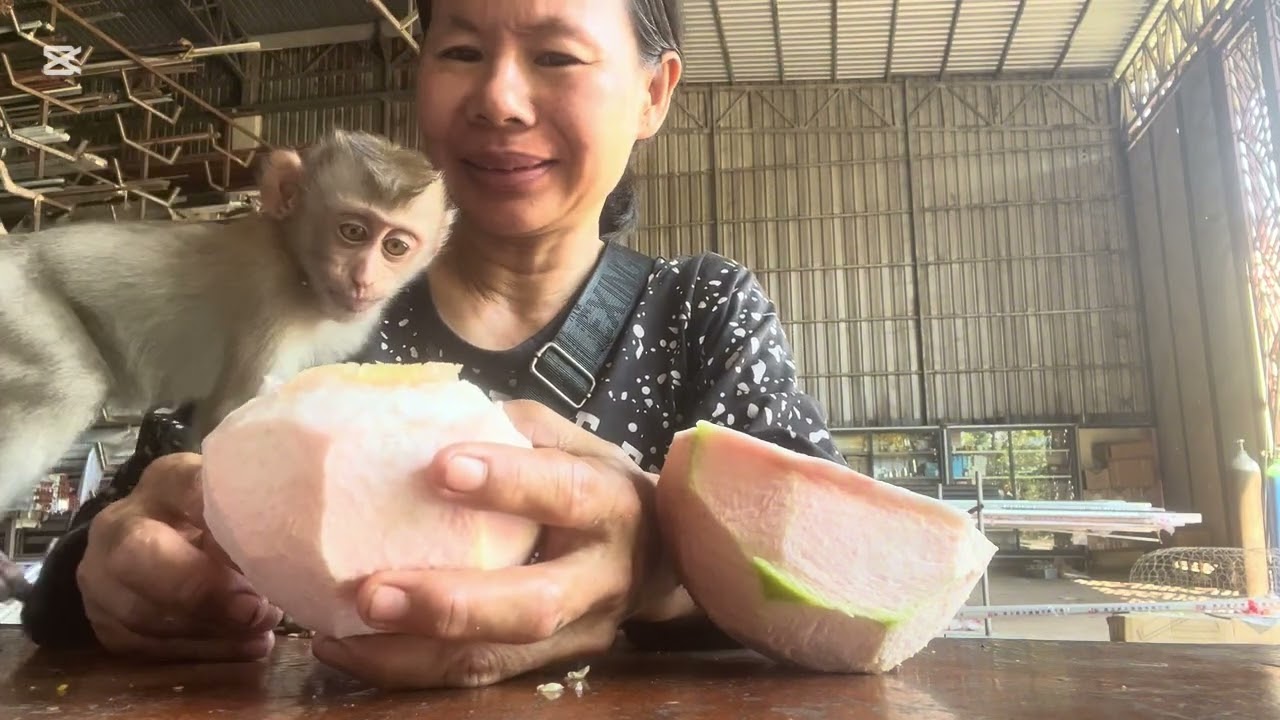 Mary eats orange #monkey #animals #asmr