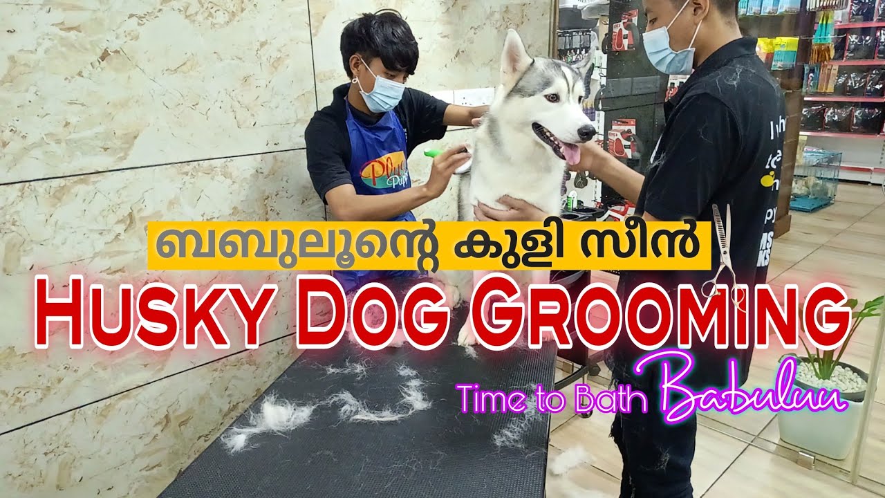 How to groom a husky dog | Husky grooming | dog grooming malayalam