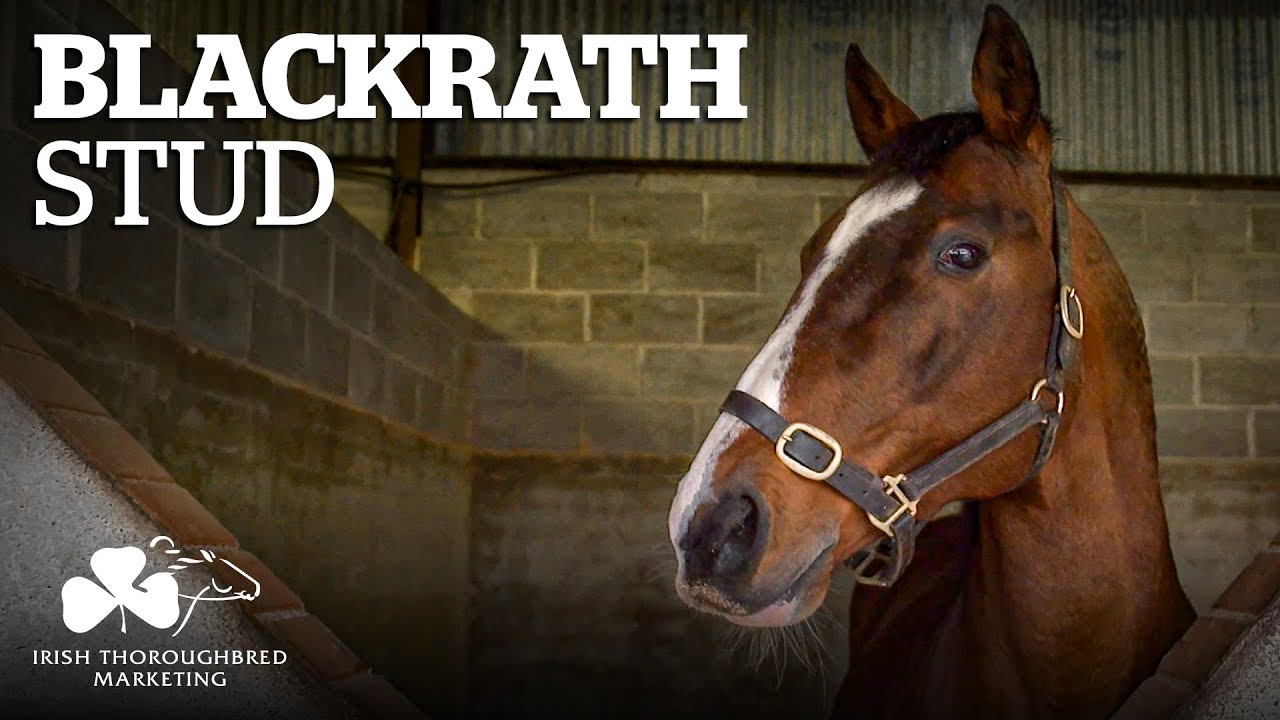ITM Irish Stallion Showcase 2021 - Blackrath Stud