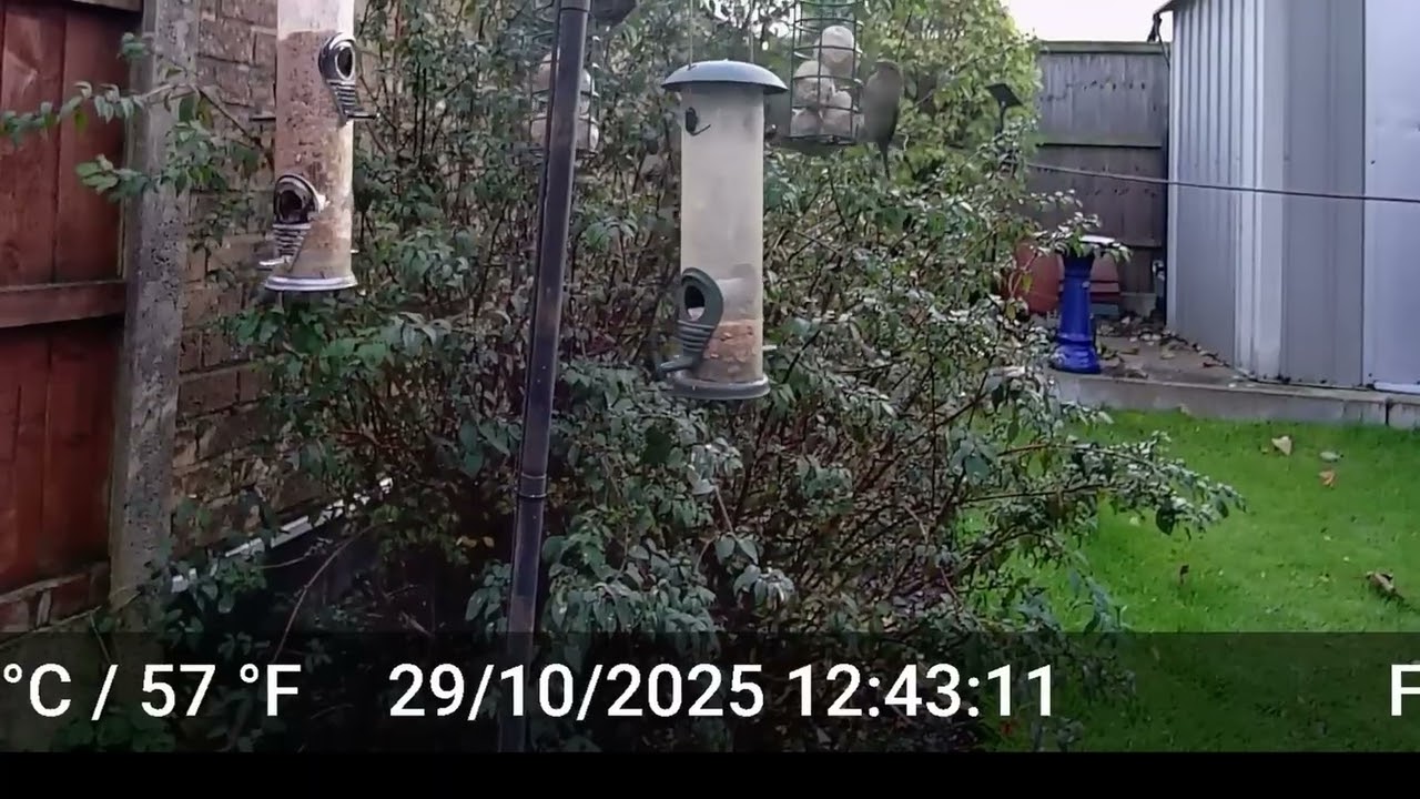 Coal tits At The Feeder, Autumn 2025 part 2