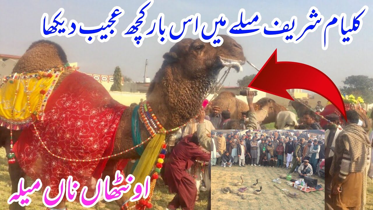 Hazrat Baba Fazal Shah Kalyami R.A | Pakistan🇵🇰 Biggest Camel Mela🐪 2025 | Haseeb Raja Official
