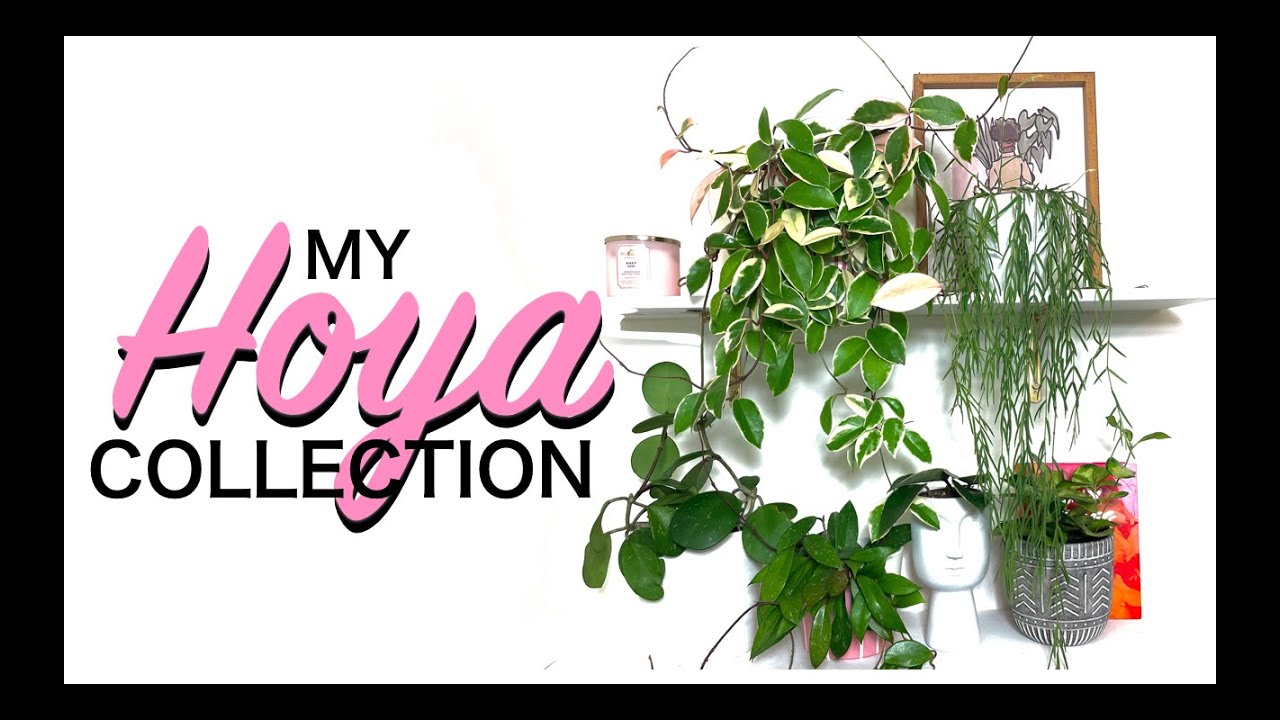 My HOYA Collection